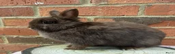 Netherland Dwarf rabbits for sale: 8 months old chocolate self Netherland  female  - Advert 7