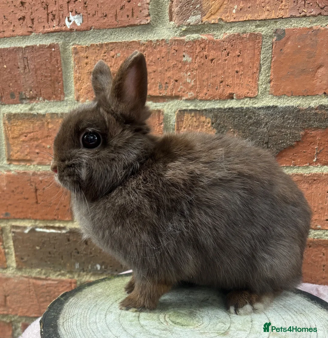 Netherland Dwarf rabbits for sale: 8 months old chocolate self Netherland  female  - Advert 7