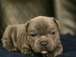 Staffordshire Bull Terrier dogs 💙LAST BOY💙💥Champion blood lines💥 - Advert 3