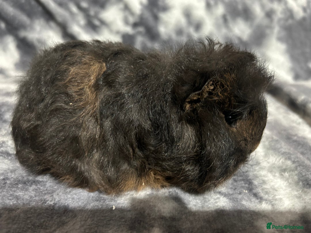 Guinea Pig rodents for sale: Swiss baby boars ready now - Advert 11