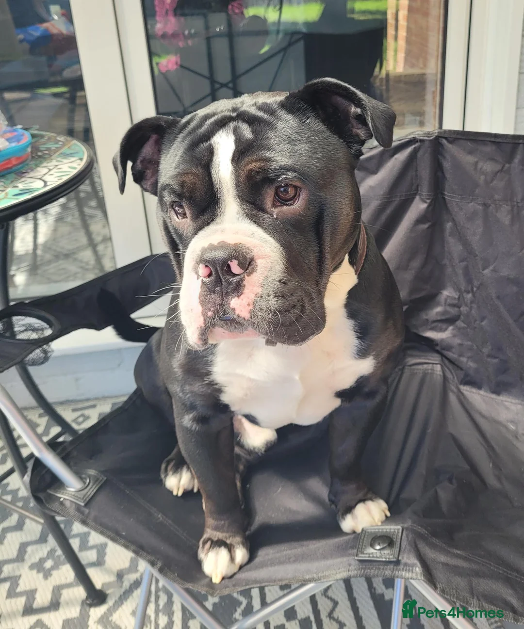 Mixed Breed dogs for sale: Male bulldog in York - Advert 8
