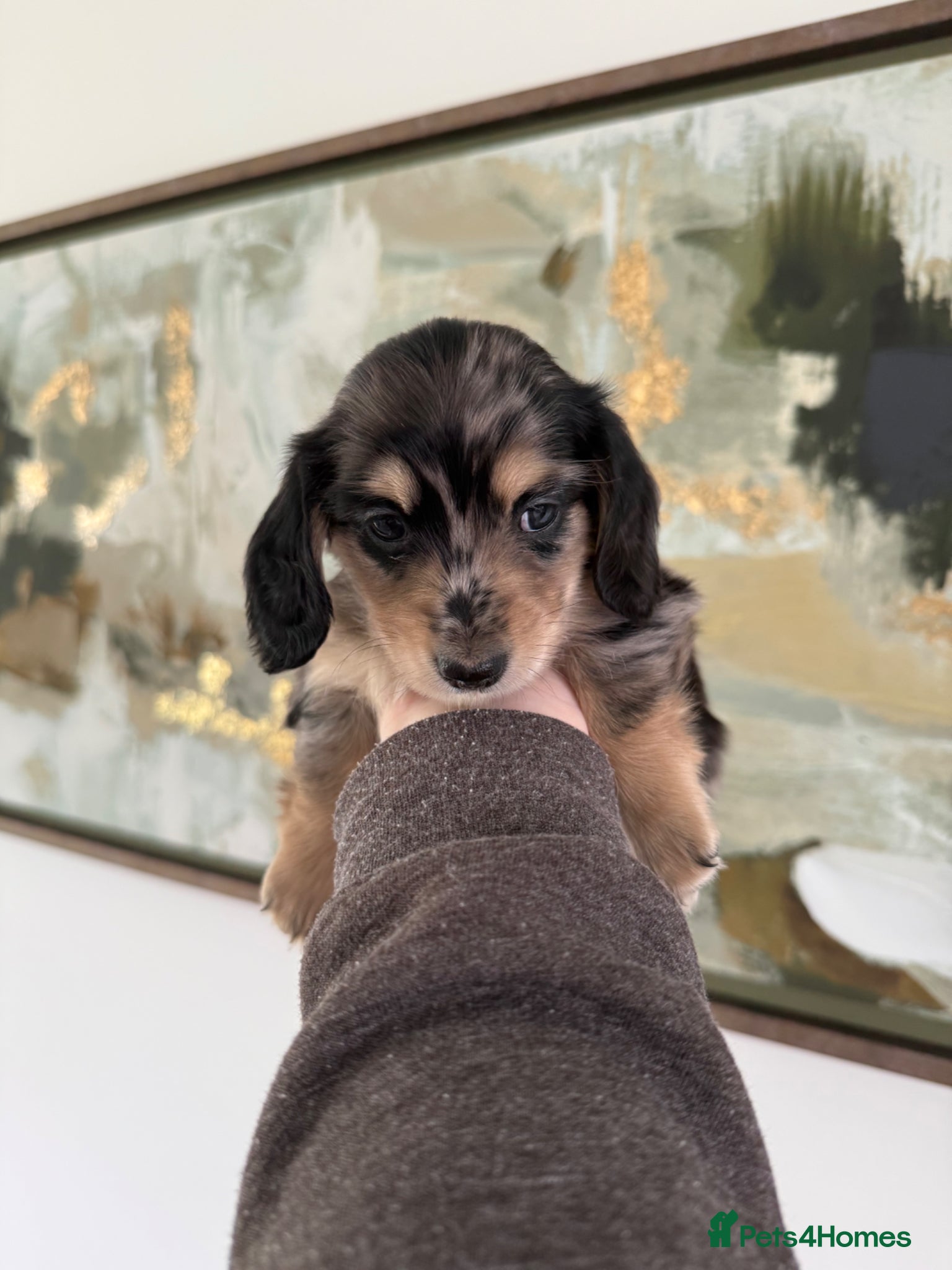 Miniature Dachshund dogs Long Haired Miniature Dachshund Puppies - Advert 14