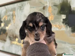 Miniature Dachshund dogs Long Haired Miniature Dachshund Puppies - Advert 14