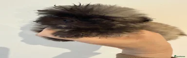 Pekingese Puppy 3