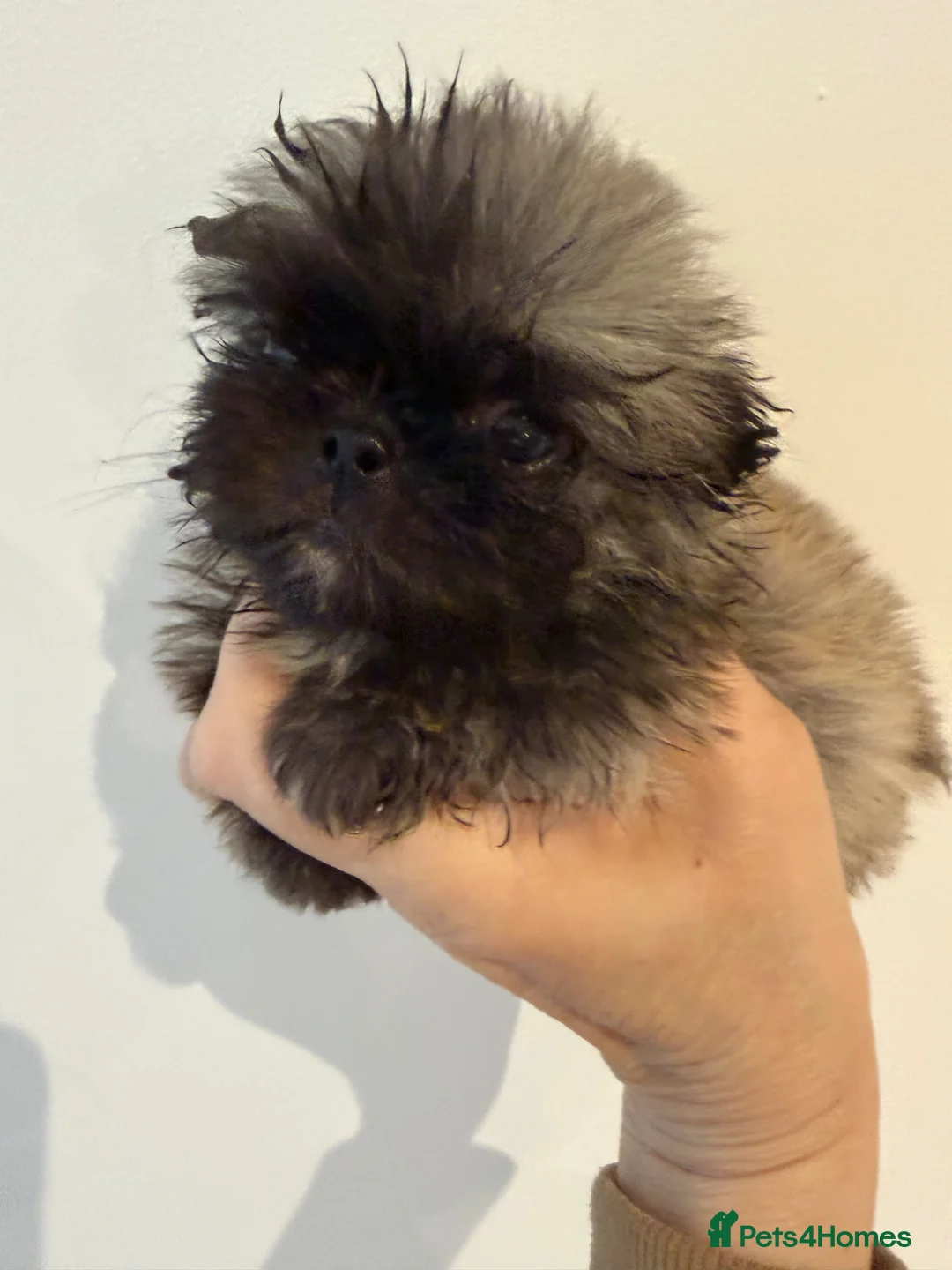 Pekingese dogs for sale: Kc sable Blk mask Pekingnese Russian lines - Advert 22