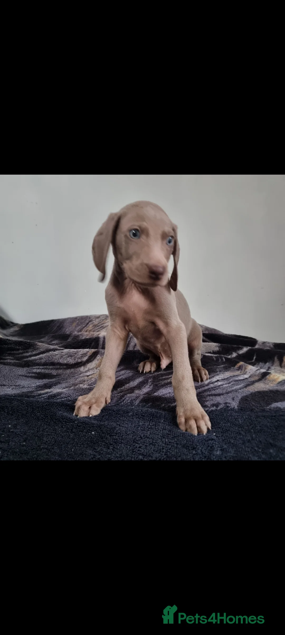 Weimaraner dogs for sale: Blue and Silver Weimaraner  - Advert 8