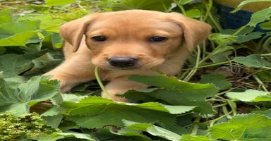 Labrador Retriever dogs - Advert 7
