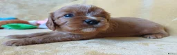 Cavalier King Charles Spaniel dogs for sale: Choc & Tan carriers - CKC Spaniel Puppies - Advert 11