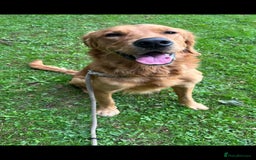 Golden Retriever dogs for sale: Part Trained And Ready To Go! - Image 2