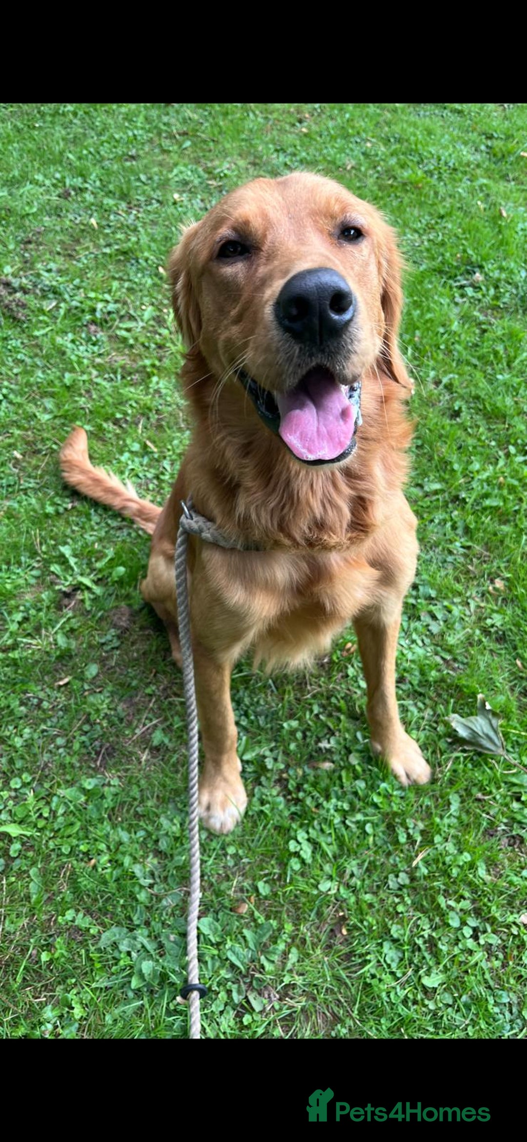 Golden Retriever dogs for sale: Part Trained And Ready To Go! - Image 2