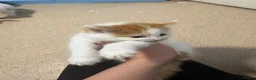 Mixed Breed cats for sale: 2 beautiful boys  - Advert 8