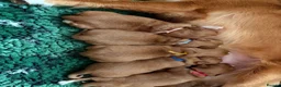 Nova Scotia Duck Tolling Retriever dogs for sale: OUTSTANDING LITTER OF NSDTR PUPS. - Advert 15