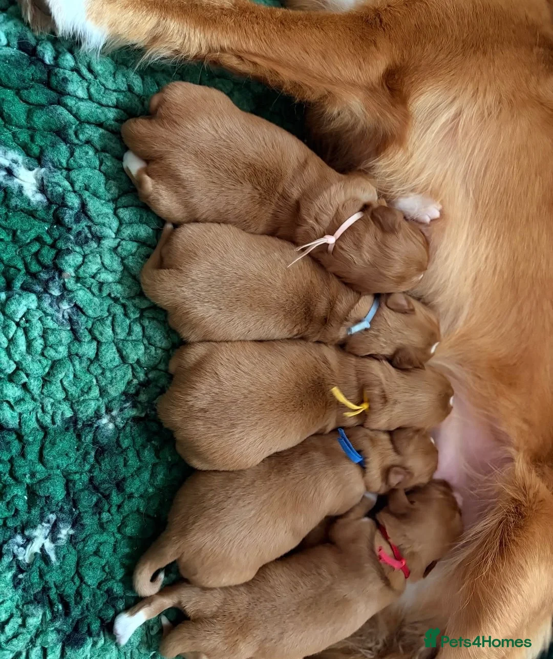 Nova Scotia Duck Tolling Retriever dogs for sale: OUTSTANDING LITTER OF NSDTR PUPS. - Advert 15