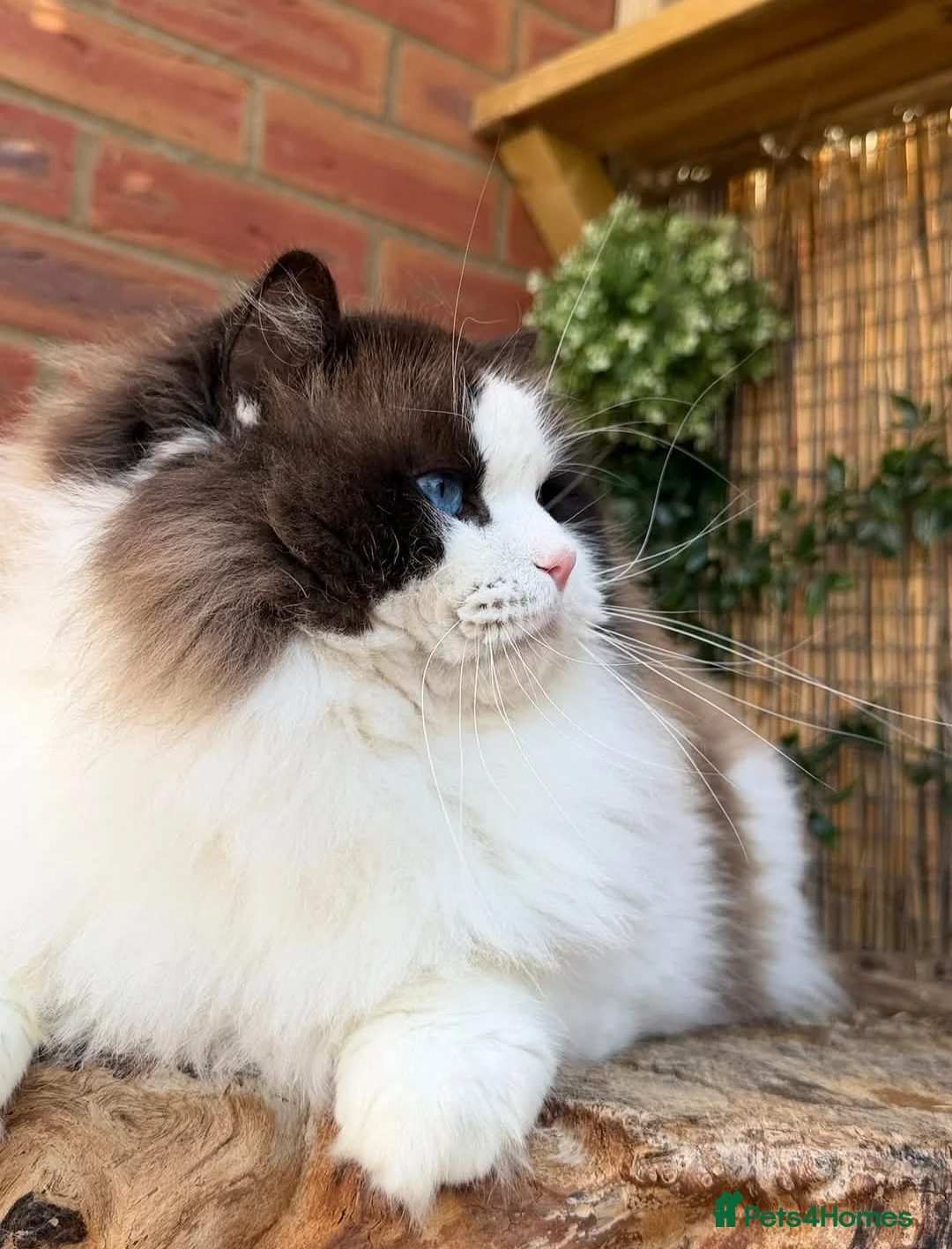 Ragdoll cats for sale: 5 amazing European babies.  Tica registered  - Advert 29