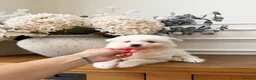 Pomsky dogs for sale: Stunning Blue Eyed Pomskies in London - ready  - Advert 6