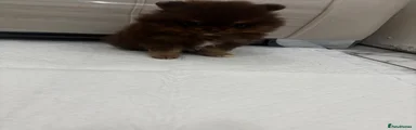 Chocolate and tan Pomeranian puppies