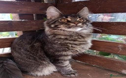 Maine Coon cats for sale: Maicoon XXL  - Image 1