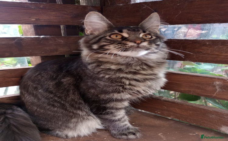 Maine Coon cats - Advert 3