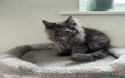Maine Coon cats for sale: Stunning Maine Coon Kittens  - Image 2