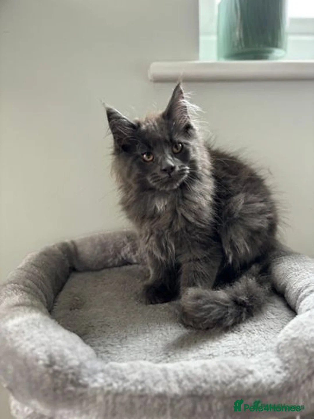 Maine Coon cats for sale: Stunning Maine Coon Kittens  - Image 2