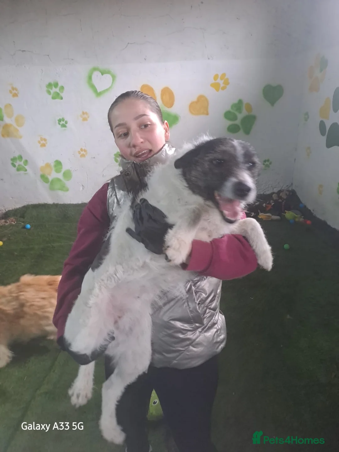 Mixed Breed dogs for adoption: FROM the DEATH ROW TO DEVOTED MUM - Advert 4