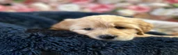Golden Retriever dogs for sale: OUTSTANDING KC REG GOLDEN RETRIEVER PUPPIES  in Wisbech - Advert 31