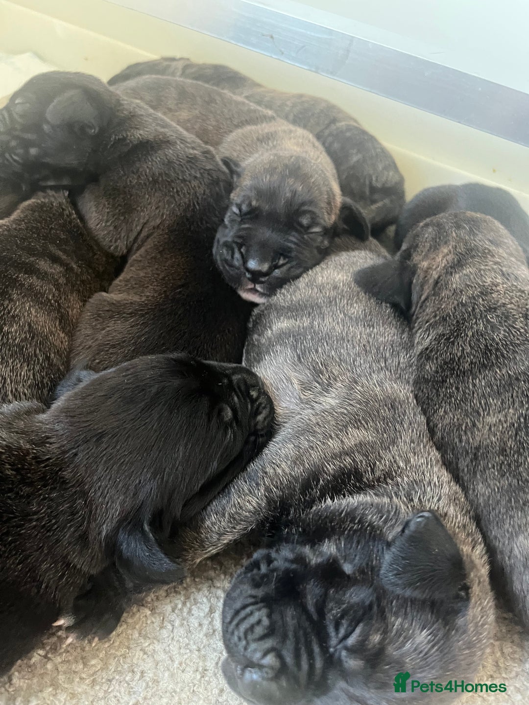Presa Canario dogs for sale: Beautiful pedigree Presa Canario puppies  - Advert 7