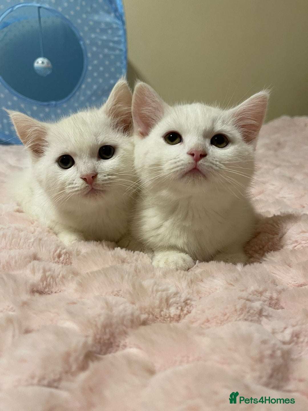 Ragdoll cats for sale: British Shorthair Cross Ragdoll Kittens  - Advert 3