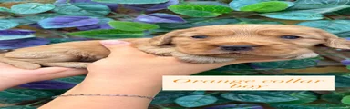 Cocker Spaniel 2