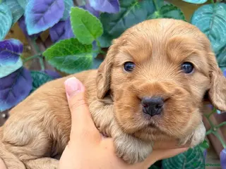Cocker Spaniel dogs Superb show type cocker spaniel puppies - Advert 2