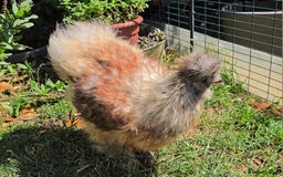 Chickens poultry for sale: Partridge Silkie cockerel  - Image 4