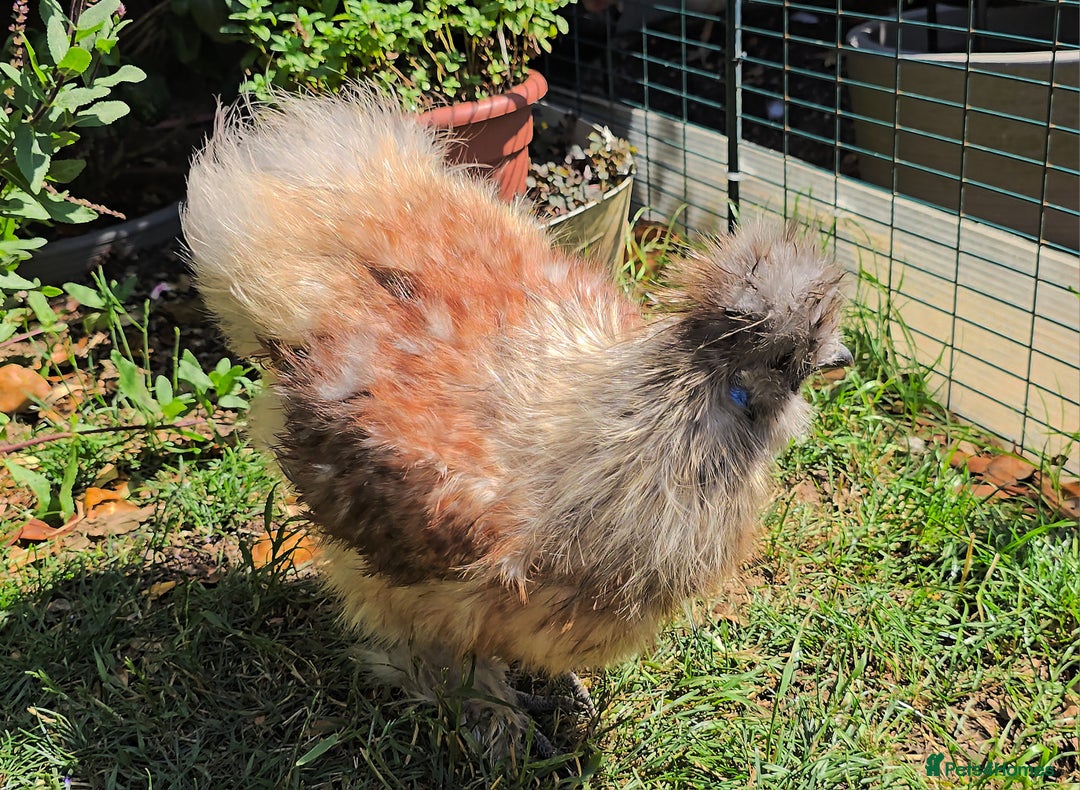 Chickens poultry for sale: Partridge Silkie cockerel  - Image 4