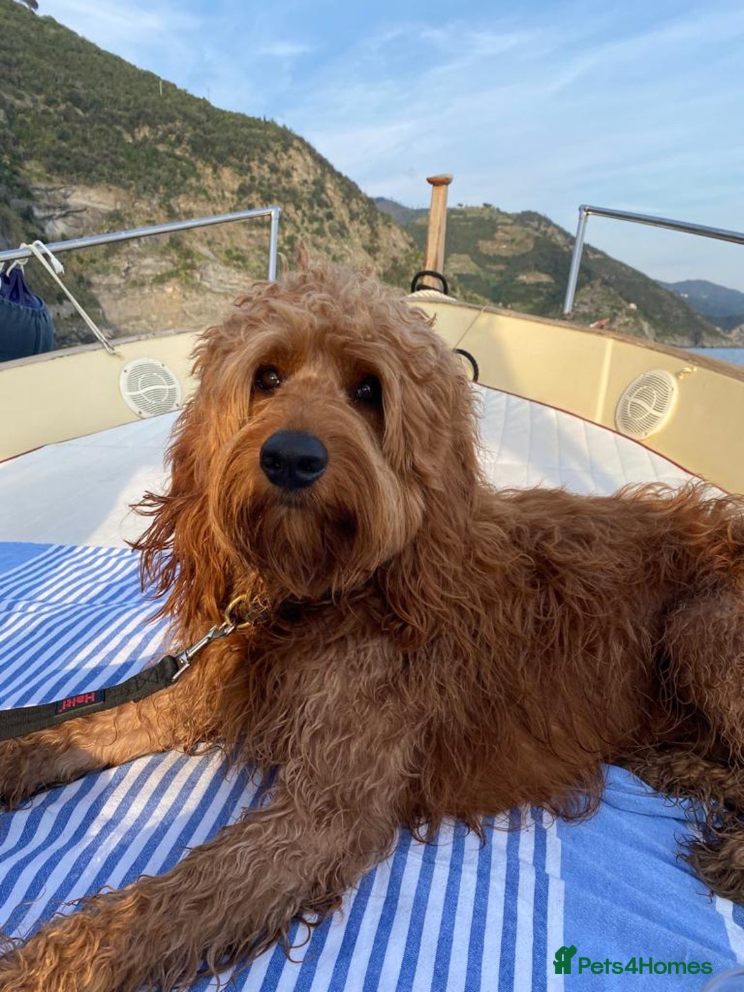 Mini Goldendoodle dogs for sale: F1 Mini's via Licensed Breeder & Police K9 Trainer - Advert 11