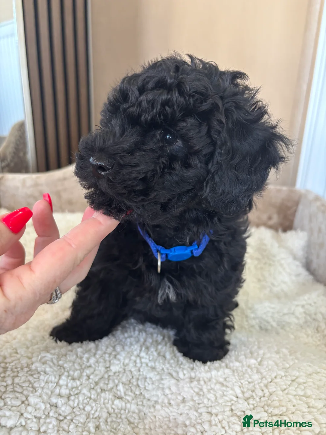 Toy Poodle dogs for sale: Two beautiful little poochons  - Advert 12