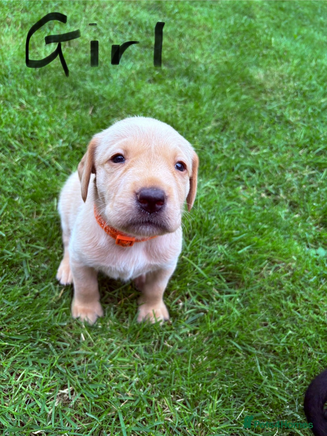 Labrador Retriever dogs for sale: KC reg labs- working bloodline  in Lanark - Image 9