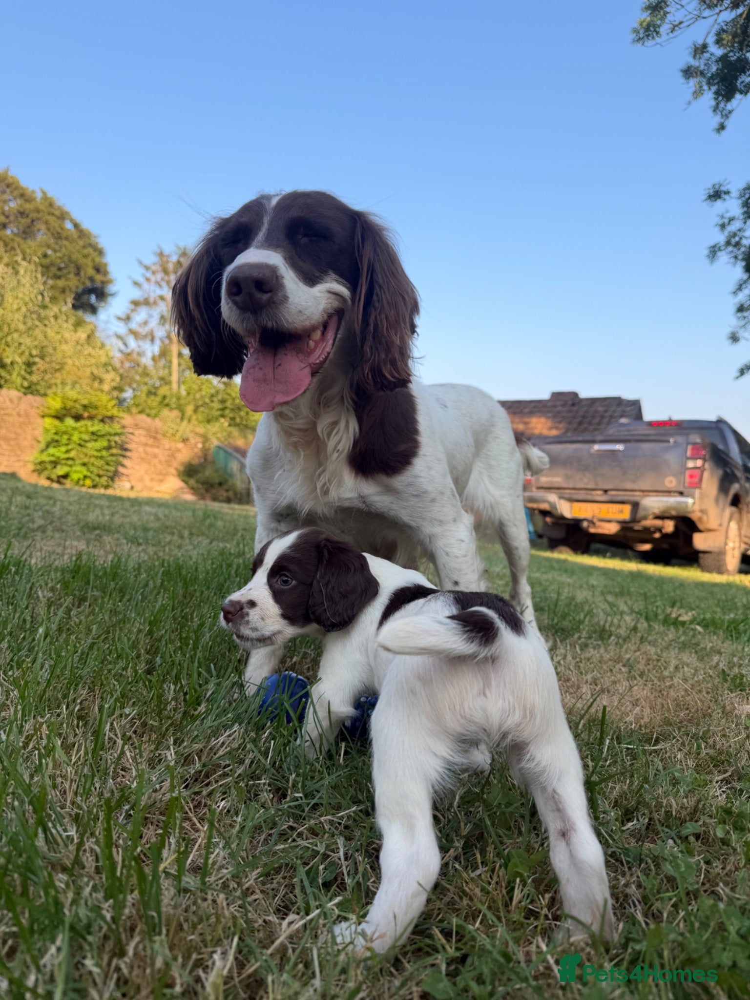 English Springer Spaniel dogs Springer spaniel puppies, Docked tails  - Advert 1