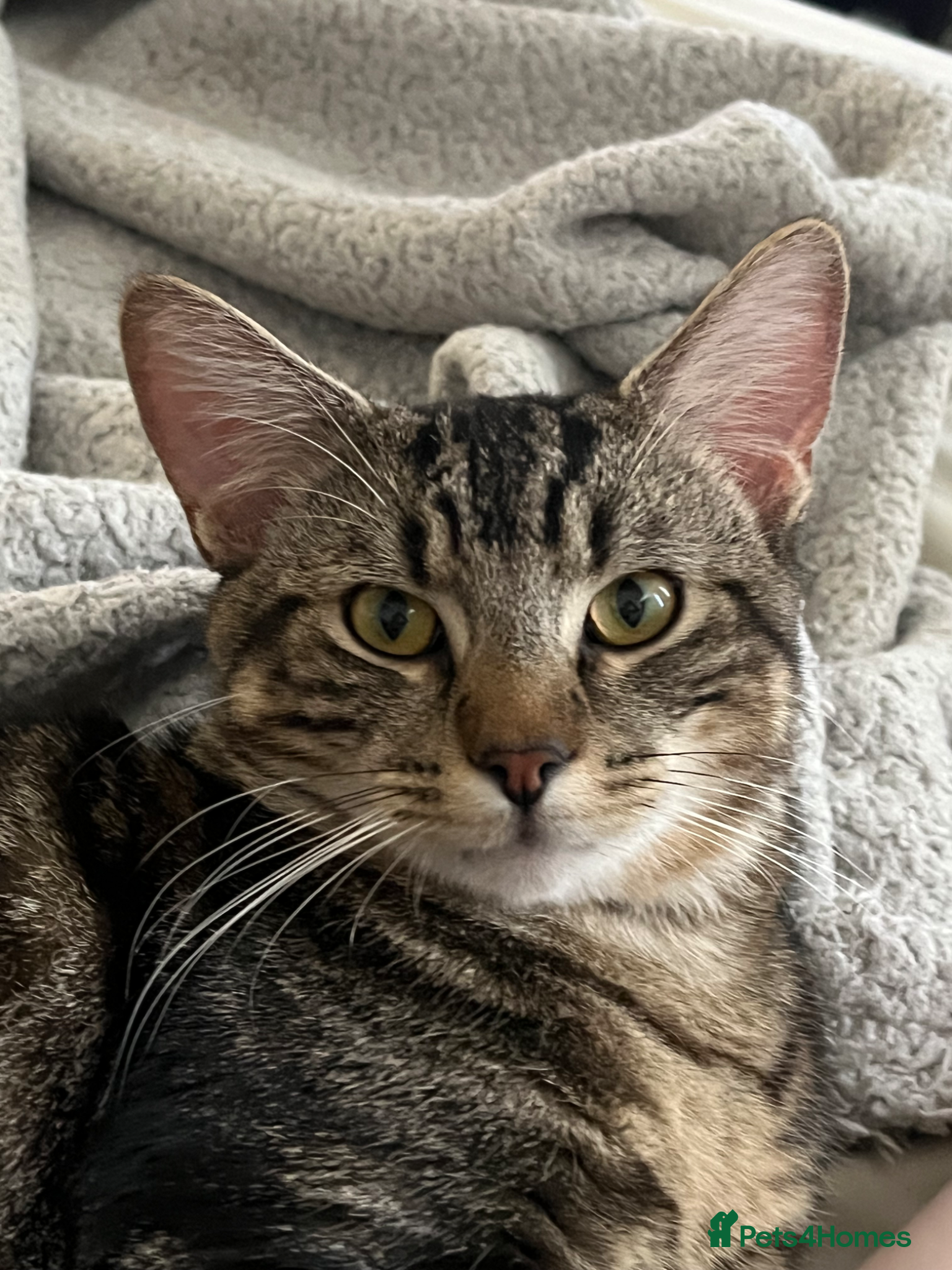 Mixed Breed cats Cat for sale 🩷🩵 - Advert 6