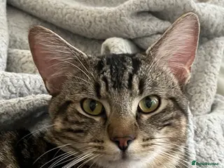 Mixed Breed cats Cat for sale 🩷🩵 - Advert 1