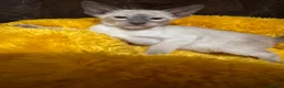 Siamese cats for sale: 6 stunning Siamese kittens available  - Advert 15