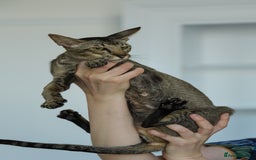Oriental cats for sale: Stunning beautiful Oriental kitten BOY - Image 4