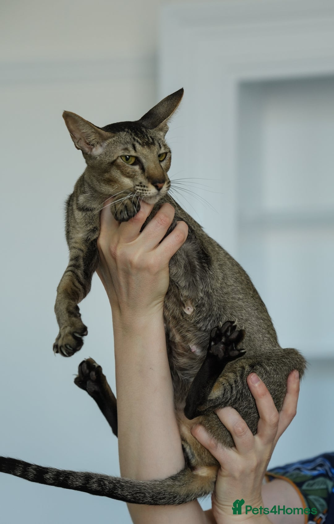 Oriental cats for sale: Stunning beautiful Oriental kitten BOY - Image 4