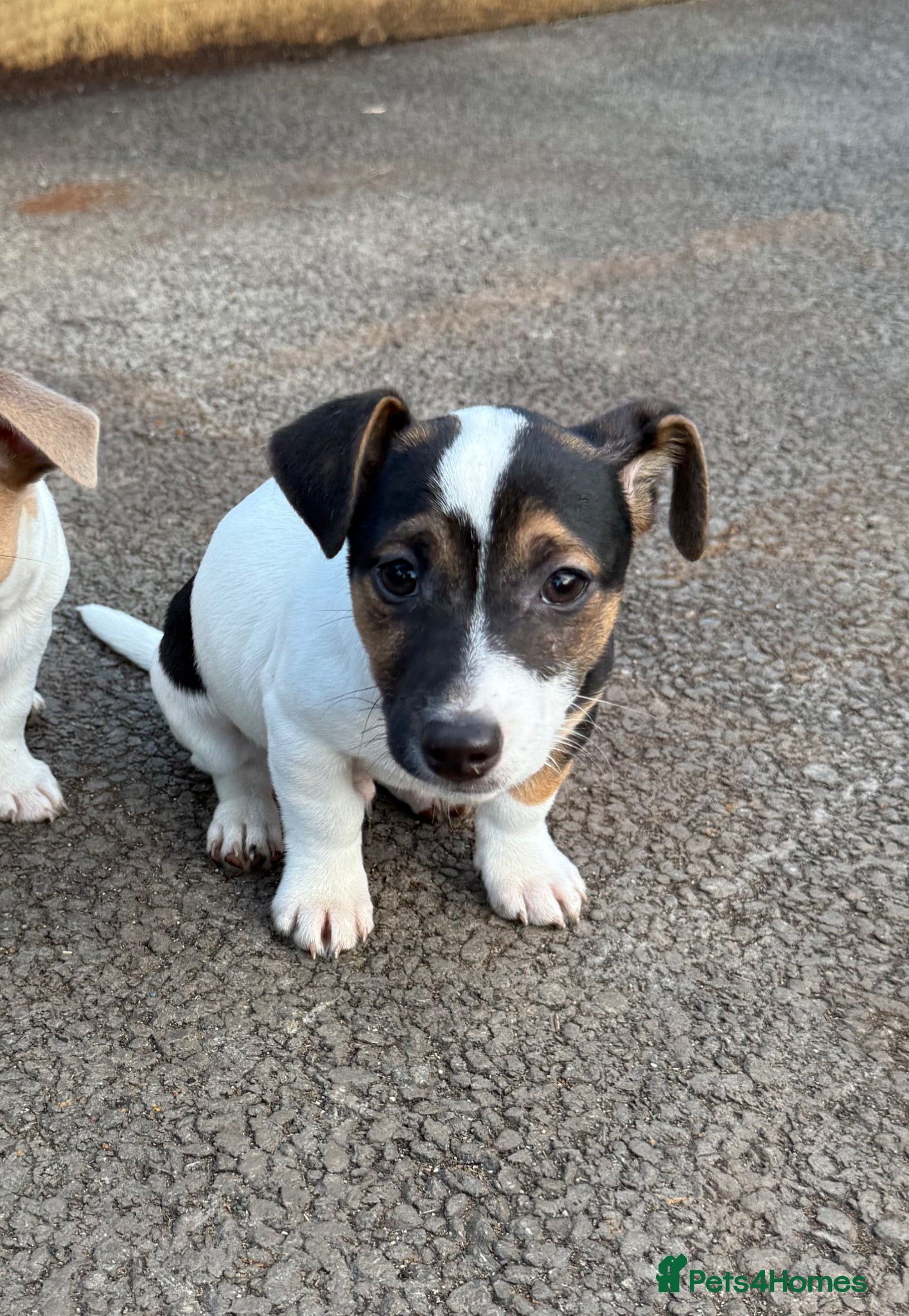 Jack Russell dogs for sale: ‘Naughty’ Jack Russell Pups  in Kilgetty - Advert 18