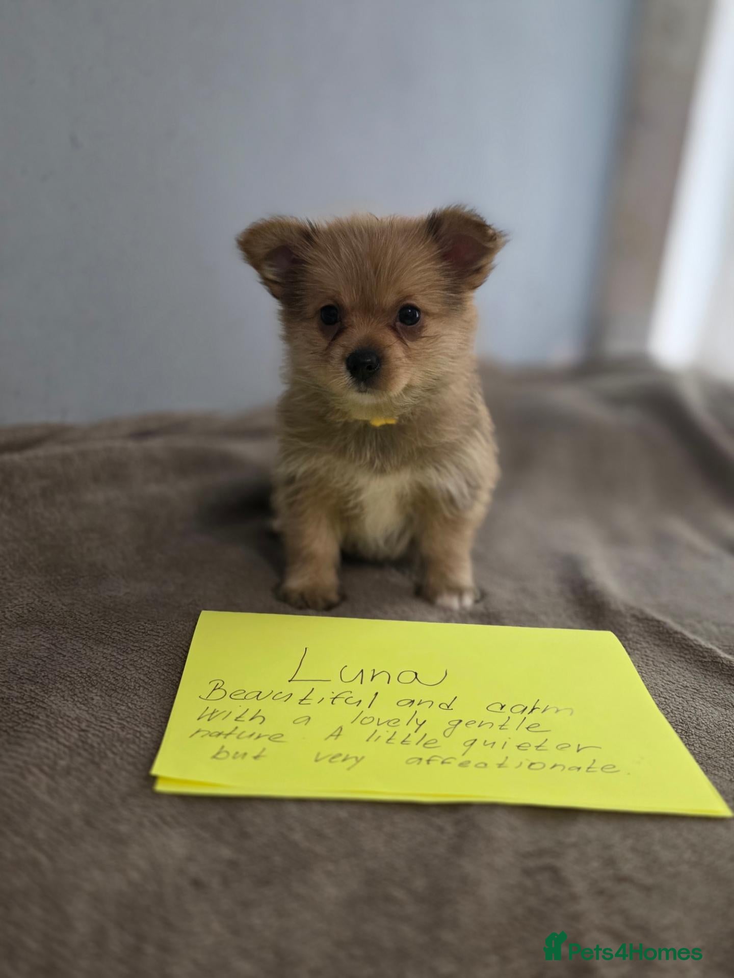Mixed Breed dogs 7 Yorkie/pomeranian  puppies - Advert 2