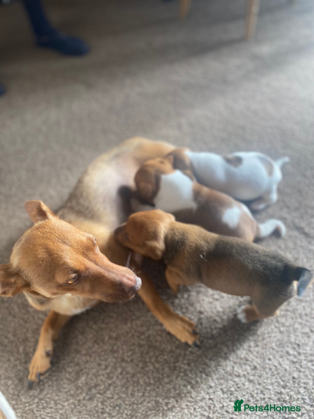 Jack Russell dogs for sale: Jack Russell - Image 6