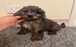 Cockapoo dogs for sale: Gorgeous F2b show type Cockapoo babies blue merles - Image 4