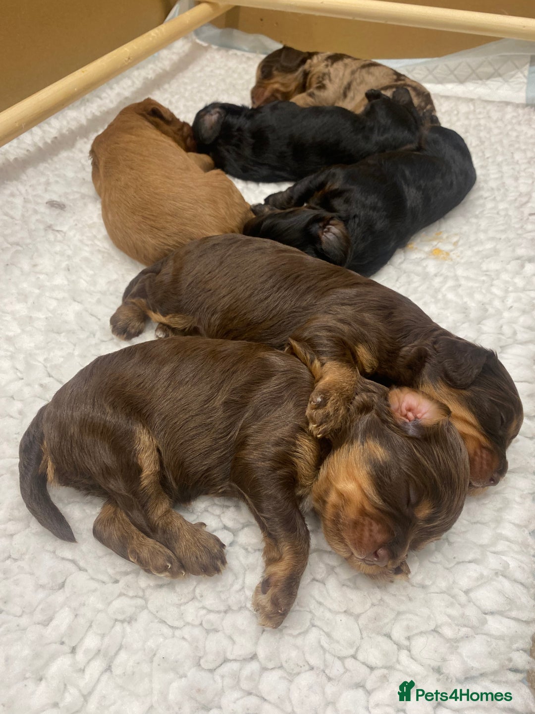 Cavapoo dogs for sale: F1 Cavapoos - Parents DNA Health Tested  - Advert 7