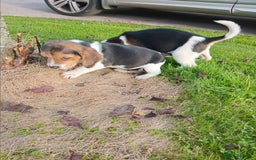 Beagle dogs for sale: Genuine Foot Beagles - Image 16