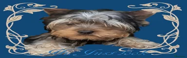 Yorkshire Terrier Puppy 2💙💙💙