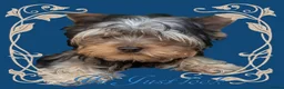 Yorkshire Terrier dogs for sale: 👉Yorkshire Terrier Pups–KC Lines, Health Checked - Advert 20