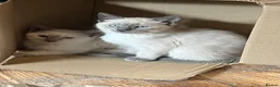 Oriental cats for sale: 7 RAGDOLL/SIAMESE KITTENS  - Advert 38